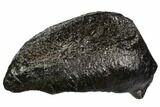 Fossil Whale Ear Bone - Miocene #109259-1